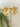 230705 IMPORTADO FLOR